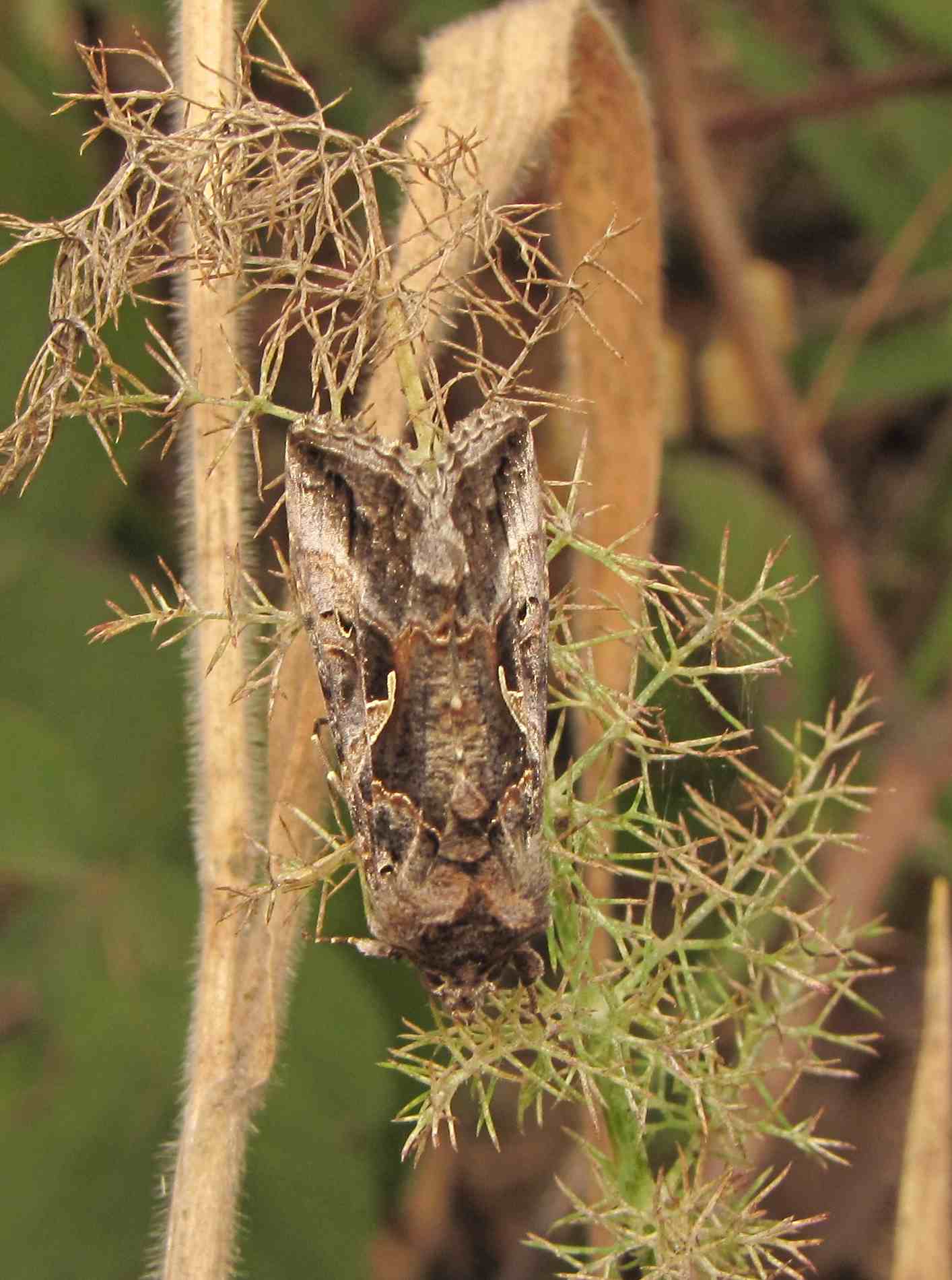 orthosia? - Autographa gamma